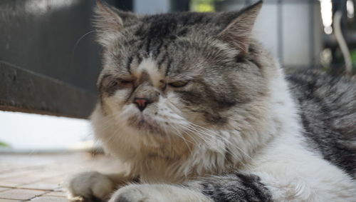 Close-up of cat resting