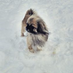 High angle view of cat on snow