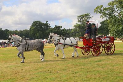 Horse cart in a field