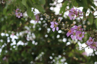 Low angle view of pink flowering plant