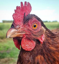 Close-up of rooster on field