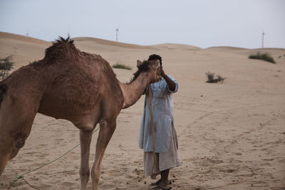 View of a horse on desert