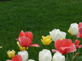 Close-up of tulips in field