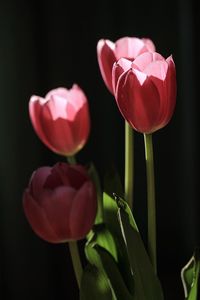 Close-up of pink tulips