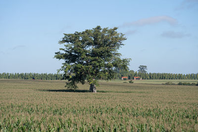 Scenic view of agricultural field against sky