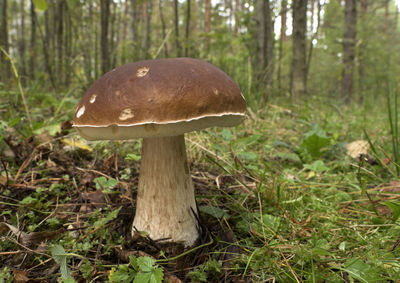 Close-up of mushroom growing on field