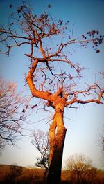 Low angle view of bare trees against sky