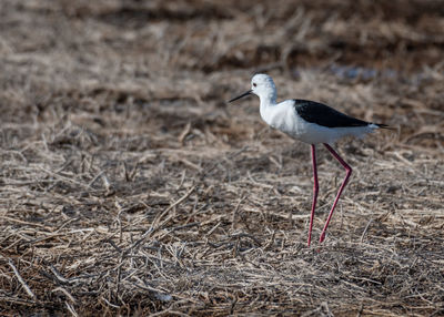 Bird perching on a land