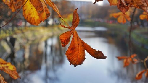 Close-up of maple leaves during autumn