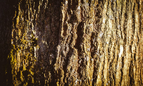 Full frame shot of tree trunk