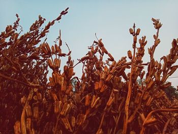 Low angle view of plants on field against sky