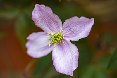 Close-up of purple flowering plant