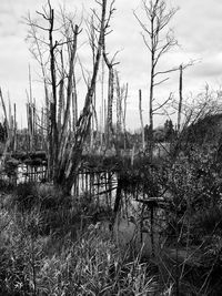 Bare trees by lake against sky