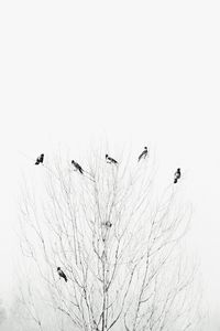 Birds on snow against clear sky