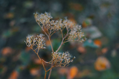 Close-up of wilted plant during winter