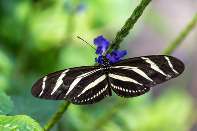 Close-up of butterfly perching on flower