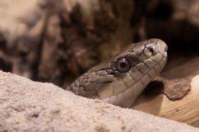 Close-up of lizard