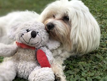 Close-up of a dog