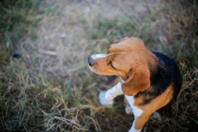 Dog looking away on field