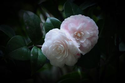 Close-up of white rose