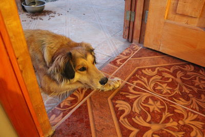 High angle portrait of dog relaxing on floor