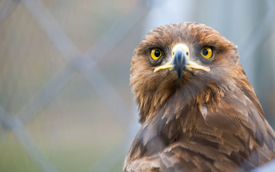 Close-up portrait of eagle against blurred background