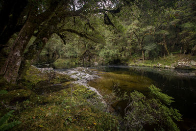 Scenic view of stream in forest