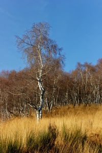 Trees against clear sky