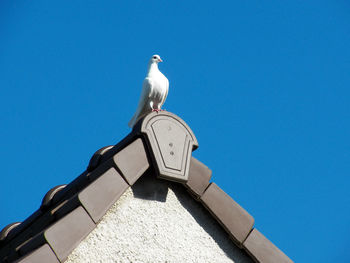 Low angle view of seagull perching on wall