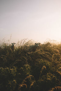 Close-up of plants on field against clear sky