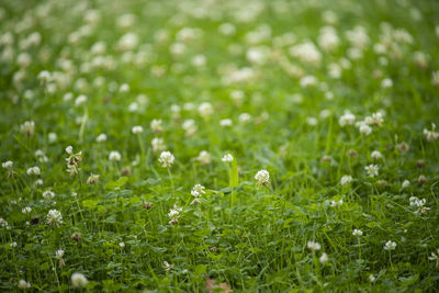 Close-up of grass growing in field