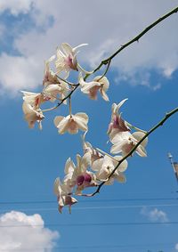 Low angle view of cherry blossoms in spring