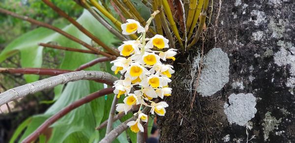 Close-up of yellow flowering plant on tree trunk