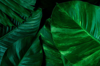 Full frame shot of green leaves