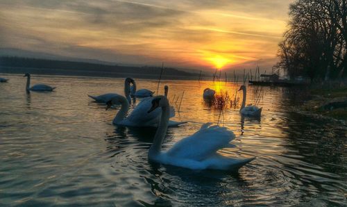 Swans swimming in lake against sky during sunset