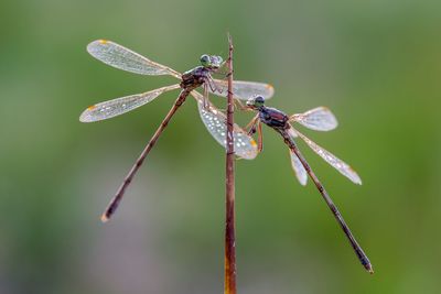 Close-up of dragonflies on twig