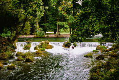 Scenic view of lake in forest