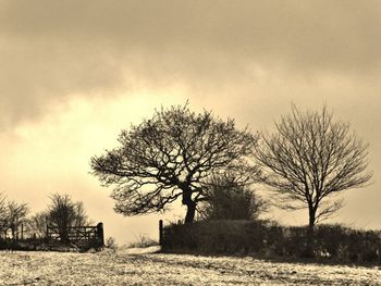 Silhouette bare trees on field against sky