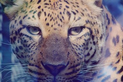 Close-up portrait of a cat