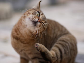 Close-up of a cat