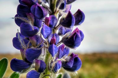 Close-up of purple flowers against blurred background