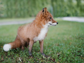 Fox looking away on field