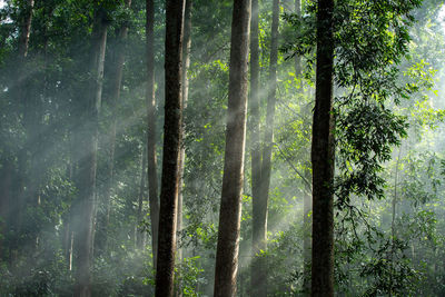 Pine trees in forest