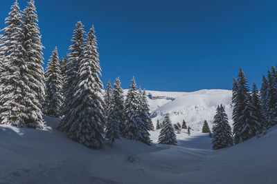 A picturesque landscape view of the french alps mountains and tall pine trees covered in snow