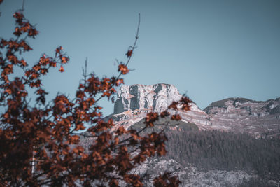 Close-up of plants against sky during winter