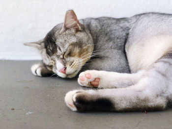 Close-up of cat sleeping