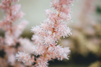 Close-up of flowering plant during winter