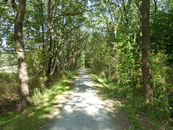 Dirt road along trees in forest