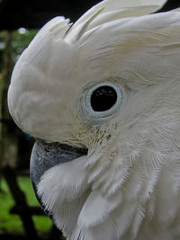 Close-up of a bird