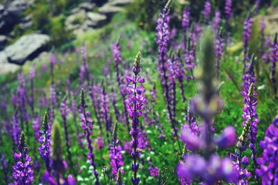 Close-up of purple flowering plants on field